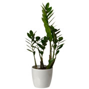 Zamioculcas + Cachep Branco